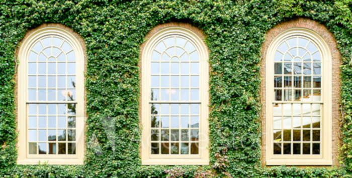 IVY LEAGUE WALL3.jpg